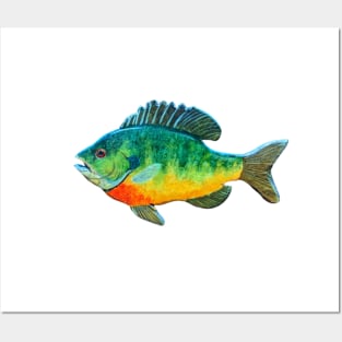 Bluegill panfish Posters and Art